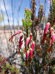 Erica plukenetii