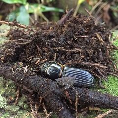 Passalus