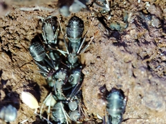 Iberoformica subrufa