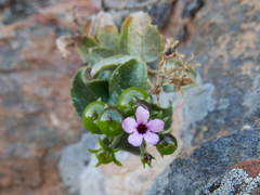Teedia pubescens