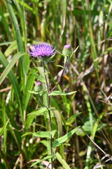 Cirsium vlassovianum