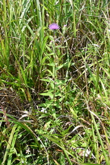 Cirsium vlassovianum