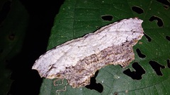 Schidax squamaria