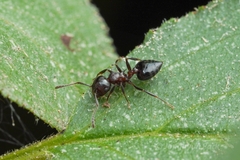 Crematogaster cerasi