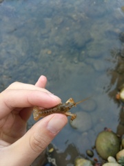 Austropotamobius pallipes