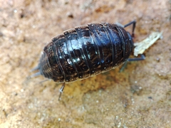 Porcellionides sexfasciatus sexfasciatus