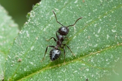 Crematogaster cerasi