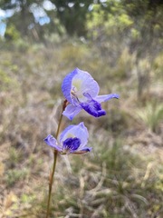 Disa purpurascens