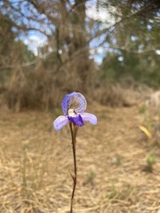 Disa purpurascens