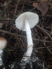 Lepiota ignivolvata