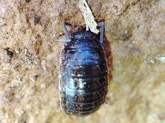 Porcellionides sexfasciatus sexfasciatus