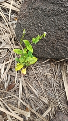 Heliotropium angiospermum