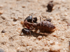 Ligariella trigonalis