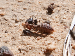 Ligariella trigonalis