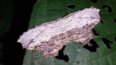 Schidax squamaria