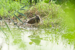 Rostratula benghalensis