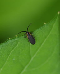 Lycinae