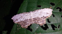 Schidax squamaria