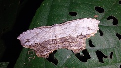 Schidax squamaria