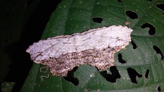 Schidax squamaria