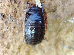 Porcellionides sexfasciatus sexfasciatus