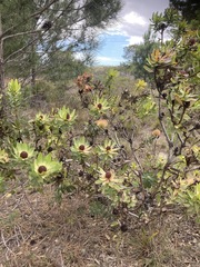 Leucadendron elimense elimense