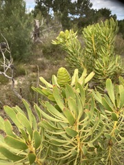 Leucadendron platyspermum