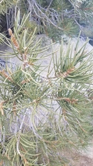 Pinus monophylla
