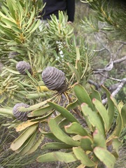 Leucadendron platyspermum