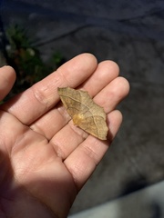 Tetracis cervinaria