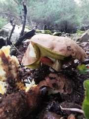 Butyriboletus regius