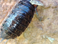 Porcellionides sexfasciatus sexfasciatus