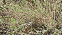 Lantana peduncularis