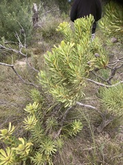 Leucadendron platyspermum