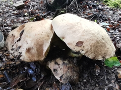 Butyriboletus regius