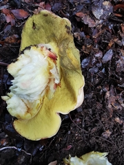 Butyriboletus regius