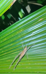 Segestidea queenslandica