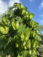 Gonopterodendron arboreum