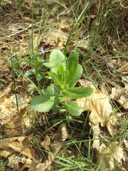 Hylotelephium maximum maximum