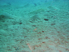 Amblygobius albimaculatus