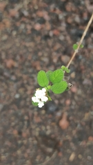 Lantana peduncularis