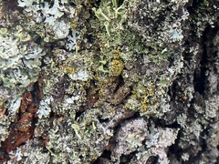 Candelariella efflorescens