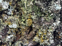 Candelariella efflorescens