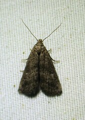 Hypenodes caducus