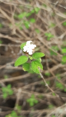 Lantana peduncularis