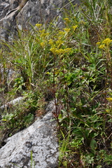 Patrinia scabiosifolia