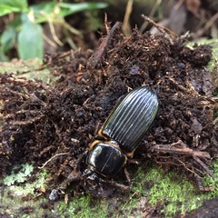 Passalus