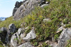 Patrinia scabiosifolia
