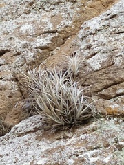 Tillandsia fresnilloensis