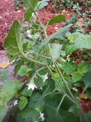 Solanum sarrachoides